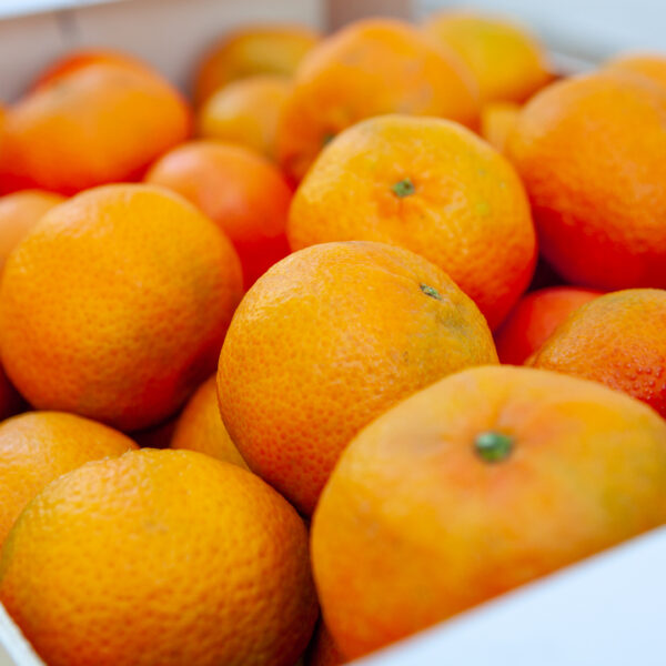 Mandarins - Ortanique variety / kg