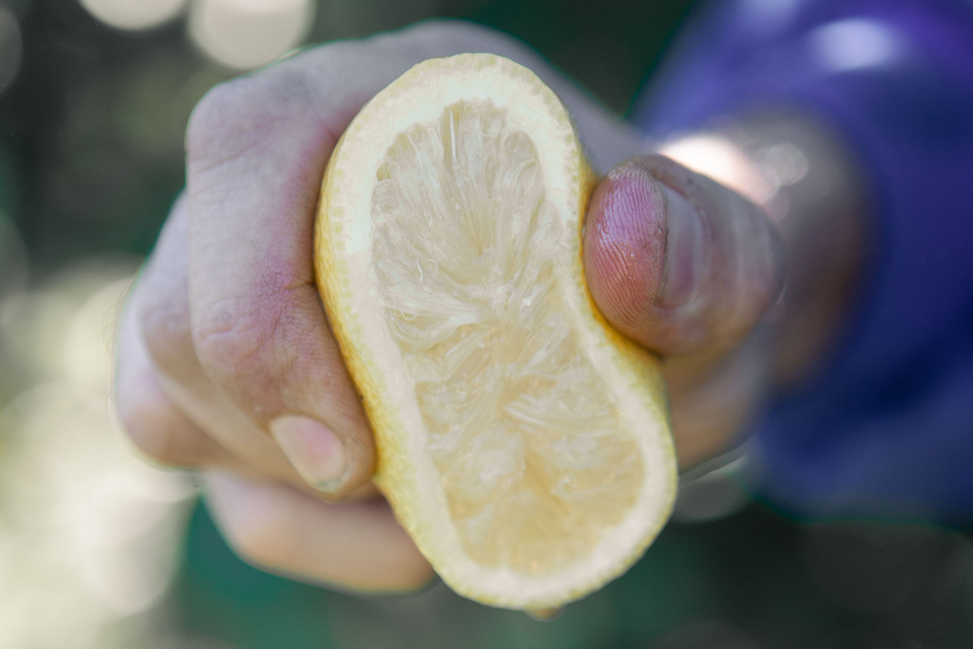 Fruto Farmers orchard and fresh produce