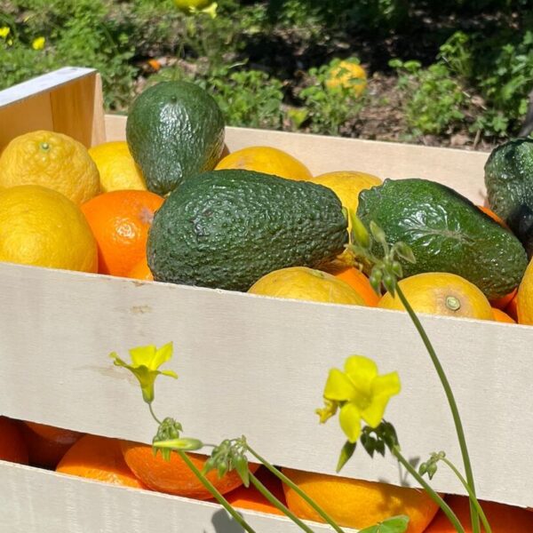 Mixed Fruit Pack 2- Oranges, Lemons and Avocados - 15 kg