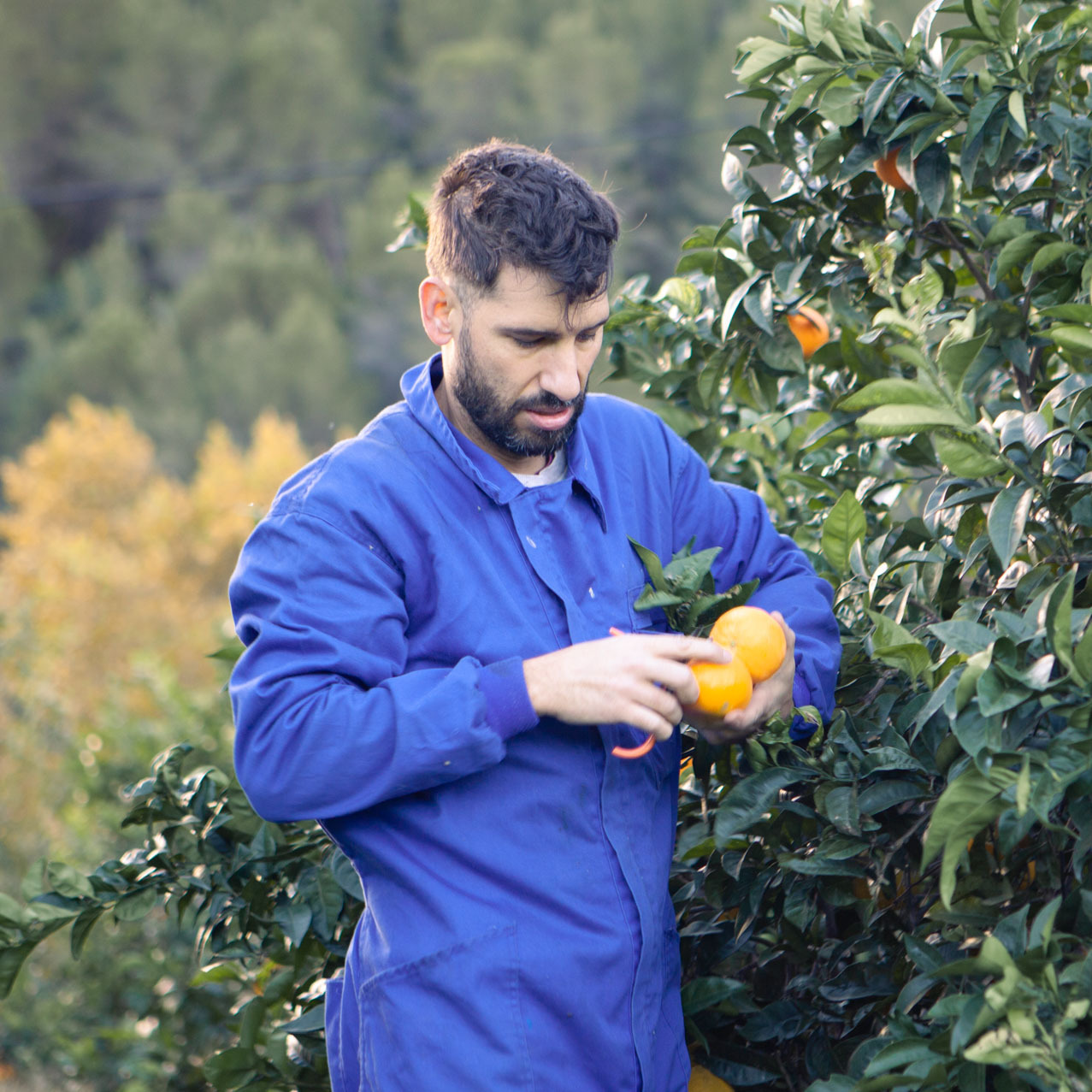 Fruto Farmers orchard and fresh produce