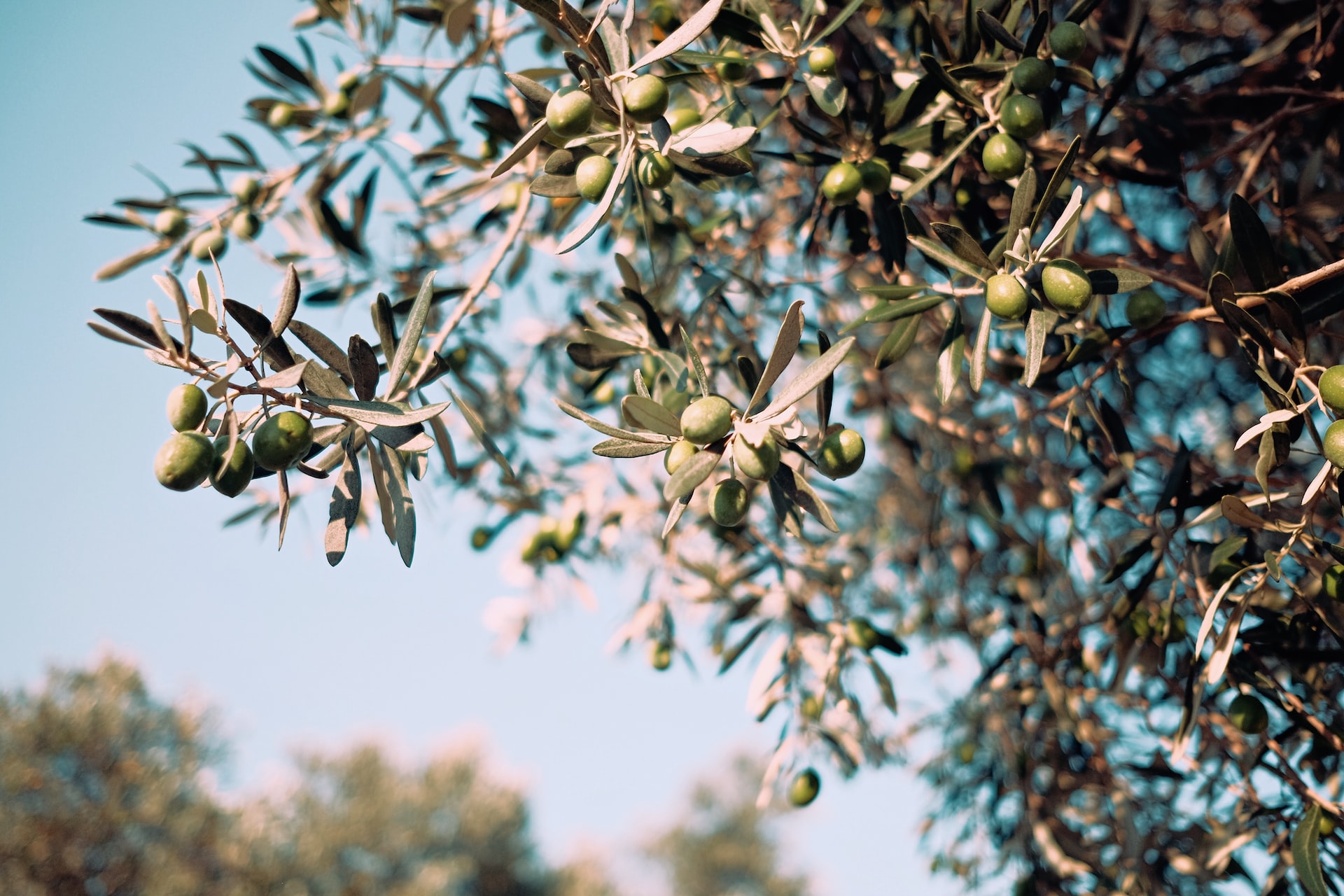 Olives growing on the tree at Fruto Farmers