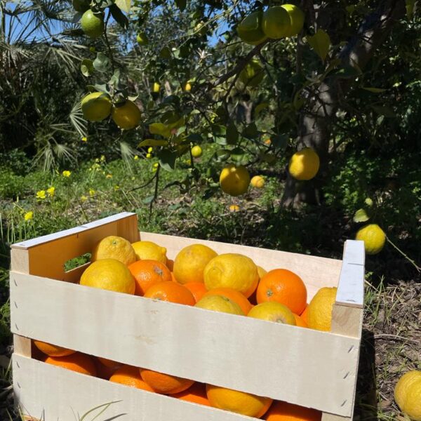 Mixed Fruit Pack 3- Oranges and Lemons