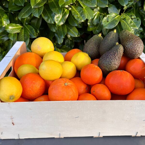 Mixed Fruit Pack 4- Oranges, Mandarins, Lemons and Avocados
