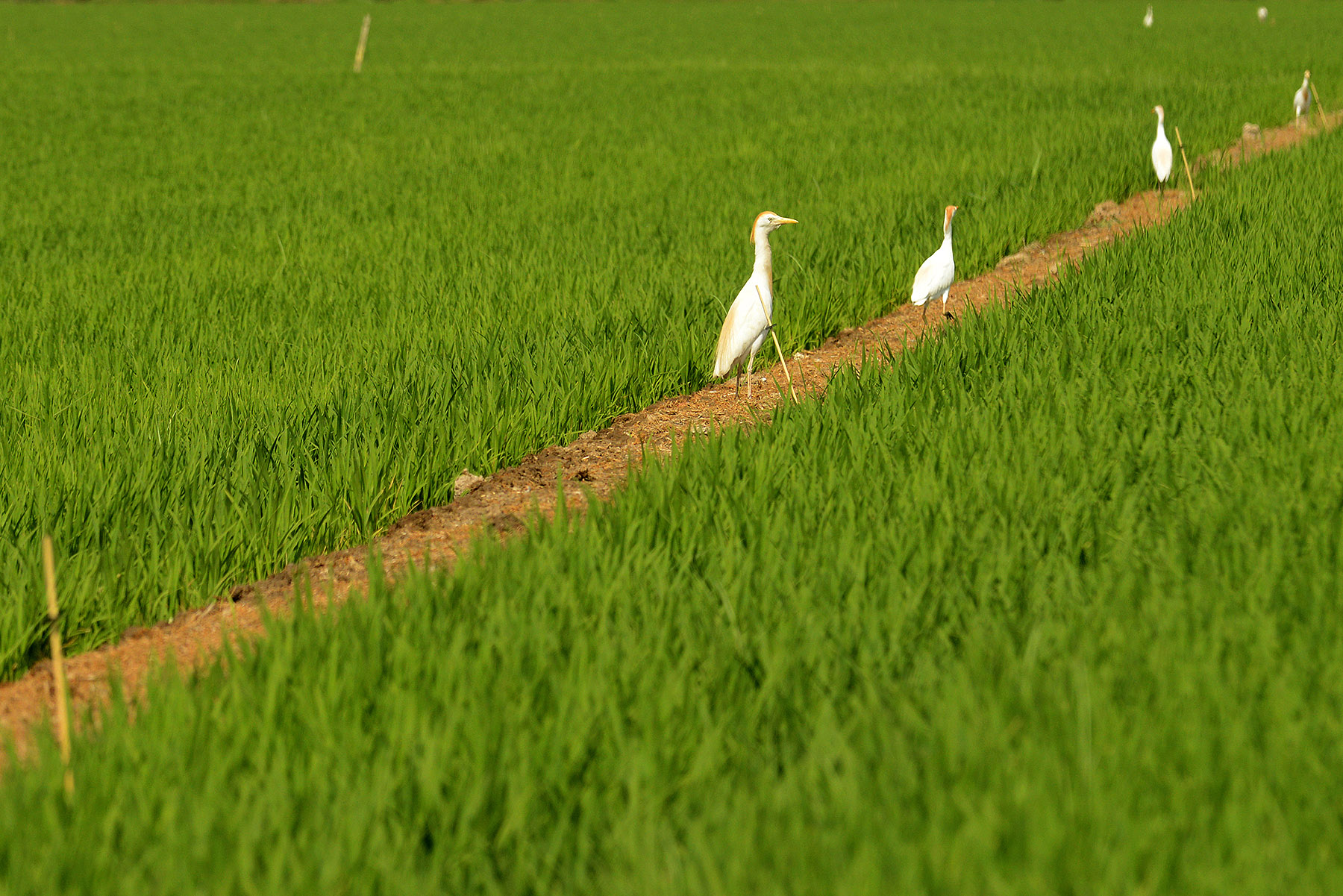 Egrets in a rice paddy field at Fruto Farmers
