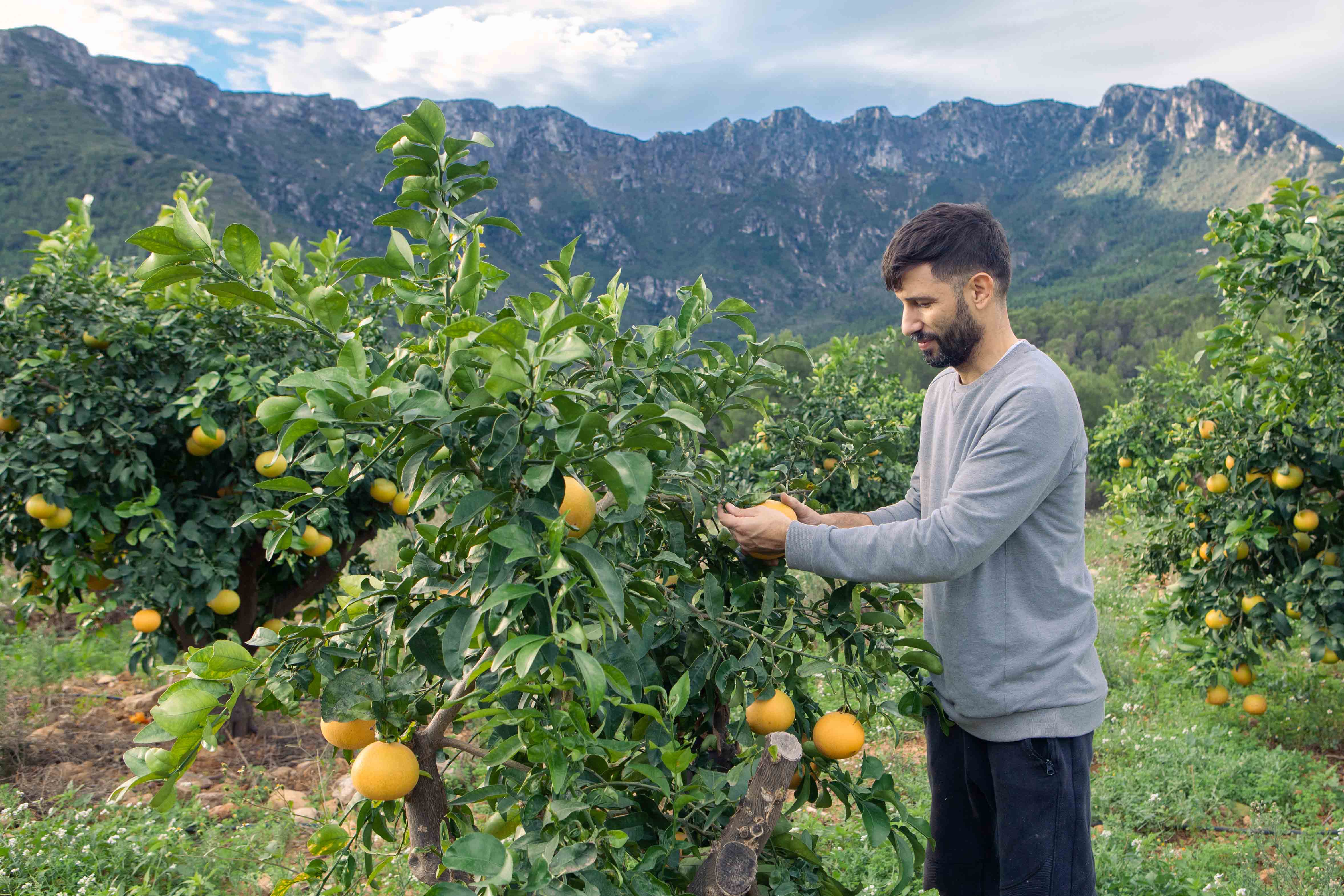 Visitor harvesting fruit at Fruto Farmers farm experience