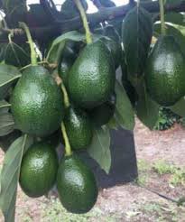 Avocado – Bacon (±200 g each)