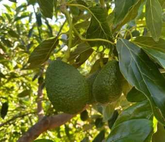 Mixed Fruit Pack 2- Oranges, Lemons and Avocados