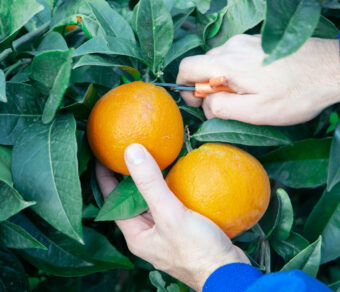 Orange - Navelina variety -Per kg
