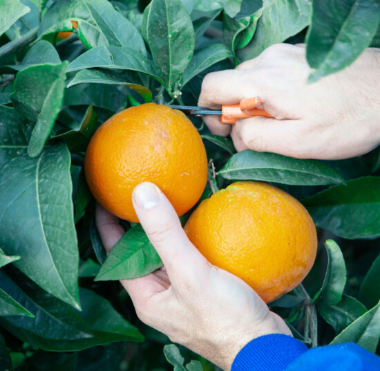 Orange - Navelina variety -Per kg