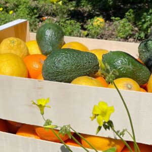 Mixed Fruit Pack 5 - Oranges, Mandarins, Lemons, Grapefruit and Avocados