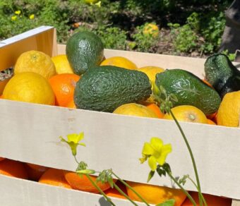 Mixed Fruit Pack 5 - Oranges, Mandarins, Lemons, Grapefruit and Avocados