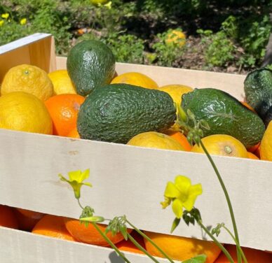 Mixed Fruit Pack 2- Oranges, Lemons and Avocados