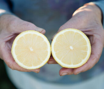 Mixed Fruit Pack 4- Oranges, Mandarins, Lemons and Avocados