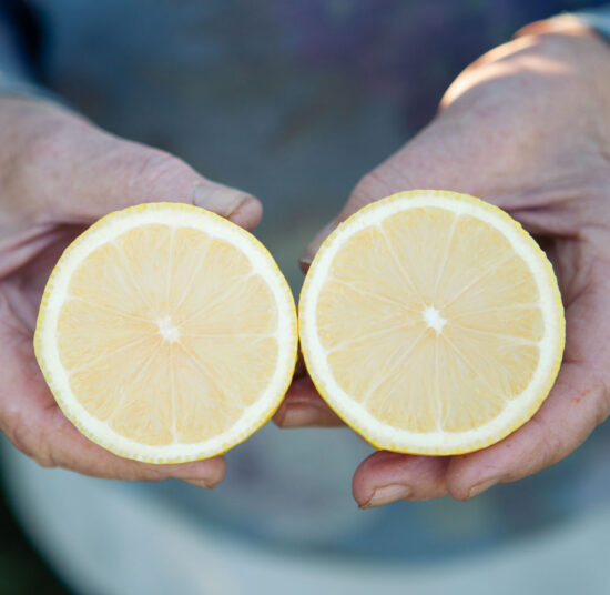 Mixed Fruit Pack 4- Oranges, Mandarins, Lemons and Avocados