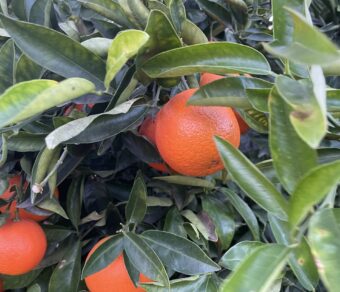Mixed Fruit Pack 4- Oranges, Mandarins, Lemons and Avocados