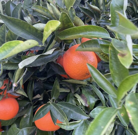 Mixed Fruit Pack 4- Oranges, Mandarins, Lemons and Avocados