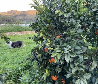 Orange - Navelina variety -Per kg