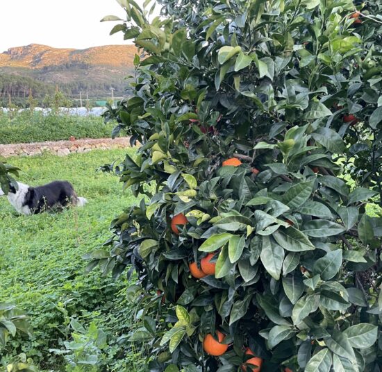 Orange - Navelina variety -Per kg