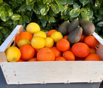 Mixed Fruit Pack 4- Oranges, Mandarins, Lemons and Avocados