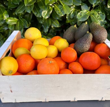 Mixed Fruit Pack 4- Oranges, Mandarins, Lemons and Avocados