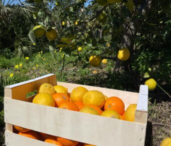 Mixed Fruit Pack 3- Oranges and Lemons