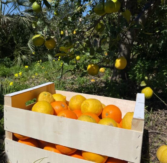 Mixed Fruit Pack 3- Oranges and Lemons