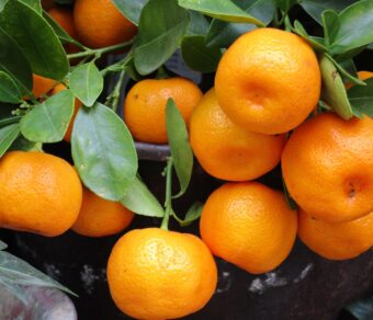 Mandarin – Marisol