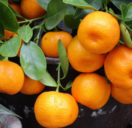 Mandarin – Marisol
