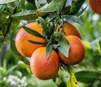 Mixed Fruit Pack 8 - Blood Oranges, Oranges, Mandarins, Lemons, Grapefruit and Avocados