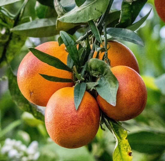 Mixed Fruit Pack 8 - Blood Oranges, Oranges, Mandarins, Lemons, Grapefruit and Avocados